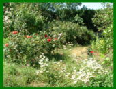 Mallorca Fincavermietung - Mallorca Ferienhaus - Mallorca Urlaub - Urlaub in Pollensa